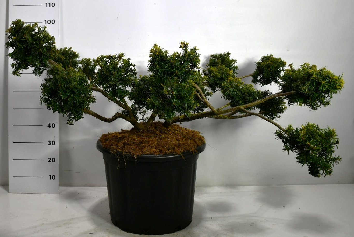 Idegran – Taxus baccata 'Summergold' - C65 100-125 cm. Multiplateau extra